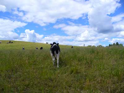 A lone heifer returns to the herd. Drinking milk may help strenghten bones. Find out more atMooScience.