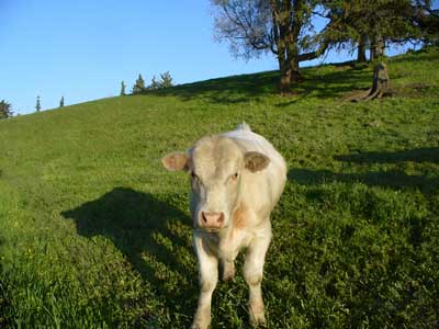 Calf with shadow at MooScience.