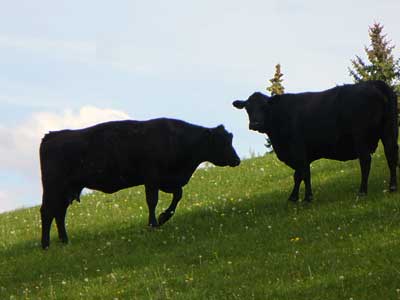 Two Holstein heifers against a light sky at MooScience.