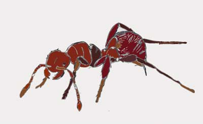 MooScience, Fire Ant by Susan Fluegel