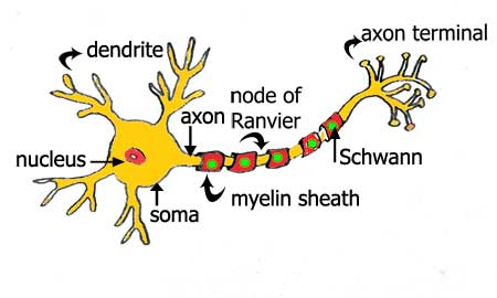 MooScience, neuron cells depend on oleic acid