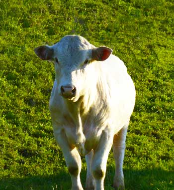 One white steer regards the camera at MooScience.