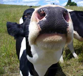 Dairy heifer pits her nose into MooScience