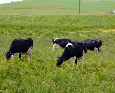 Dairy cows grazing. Milk contains whey and casein proteins. Learn more at MooScience.