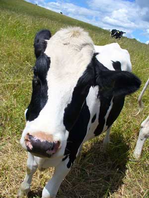 Holstein heifer see the world at a slant. Find out why cow's milk is a great sports drink at MooScience.