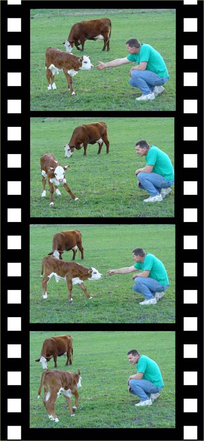 Curious calf needs immunoglobulins from its mom. Learn more at MooScience.